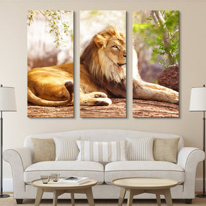 3 piece African Lion wall art