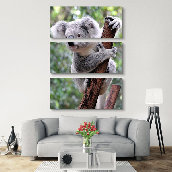 3 piece Curious Koala wall art