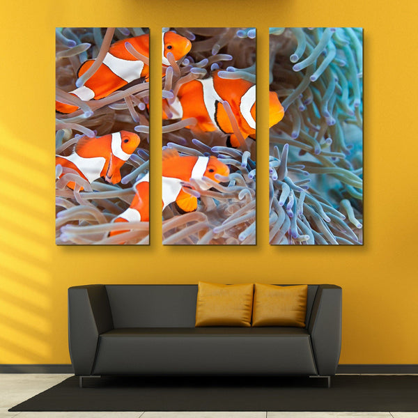 3 piece Clownfish wall art