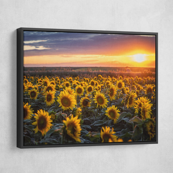 Sunflower field Canvas Print wall art black frame