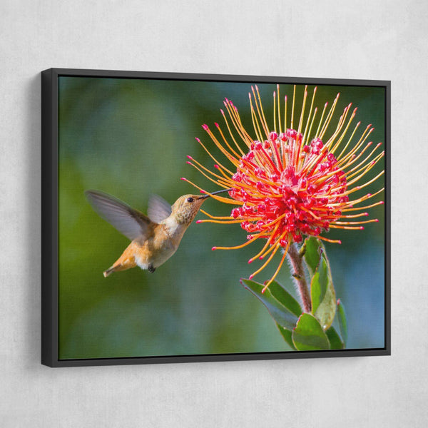 Working Hummingbird wall art floating frame