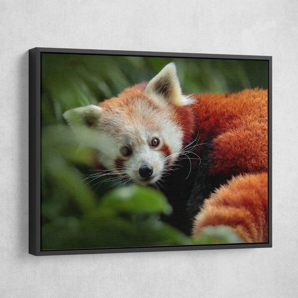 Panda from Nature wall art floating frame