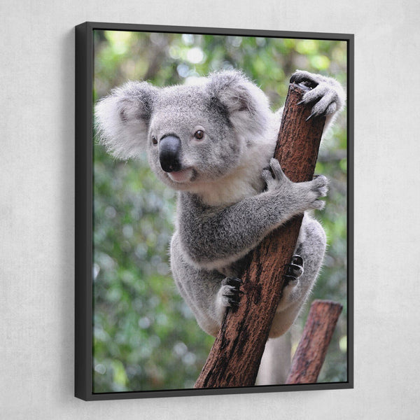 Curious Koala wall art floating frame