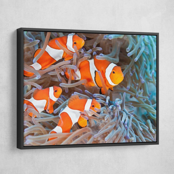 Clownfish wall art black floating frame