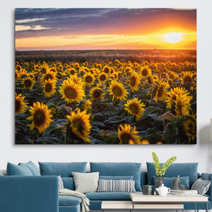 Sunflower field Canvas Print wall art