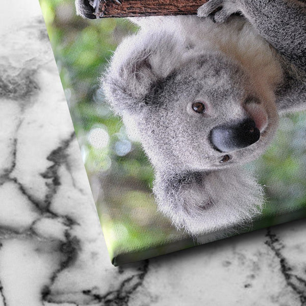 Curious Koala canvas art