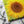 Load image into Gallery viewer, Sunflower canvas art
