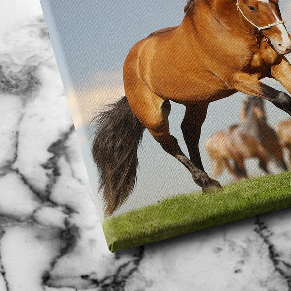 Stallion with the Herd canvas art